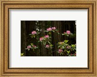Rhododendron Flowers and Redwood Trees in a Forest, Del Norte Coast Redwoods State Park, Del Norte County, California, USA Fine Art Print
