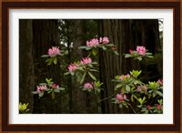 Rhododendron Flowers and Redwood Trees in a Forest, Del Norte Coast Redwoods State Park, Del Norte County, California, USA Fine Art Print