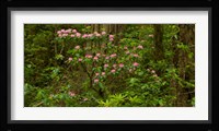 Del Norte Coast Redwoods State Park, Del Norte County, California Fine Art Print
