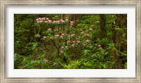 Del Norte Coast Redwoods State Park, Del Norte County, California Fine Art Print