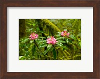 Rhododendron flowers in a forest, Jedediah Smith Redwoods State Park, Crescent City, Del Norte County, California, USA Fine Art Print