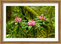 Rhododendron flowers in a forest, Jedediah Smith Redwoods State Park, Crescent City, Del Norte County, California, USA Fine Art Print