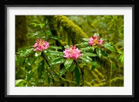 Rhododendron flowers in a forest, Jedediah Smith Redwoods State Park, Crescent City, Del Norte County, California, USA Fine Art Print