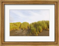 Beach grass on sand, Pistol River State Scenic Viewpoint, Oregon, USA Fine Art Print