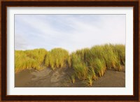 Beach grass on sand, Pistol River State Scenic Viewpoint, Oregon, USA Fine Art Print