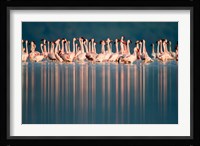 Flamingo Reflections in a lake, Lake Nakuru, Lake Nakuru National Park, Kenya Fine Art Print