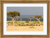 Masai Mara National Reserve, Kenya Fine Art Print