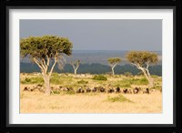 Masai Mara National Reserve, Kenya Fine Art Print