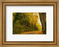 Road passing through a forest in autumn, Washington State, USA Fine Art Print