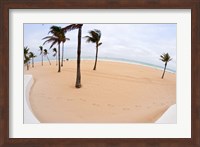 Palm trees on the beach, Fort Lauderdale, Broward County, Florida, USA Fine Art Print