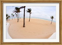Palm trees on the beach, Fort Lauderdale, Broward County, Florida, USA Fine Art Print