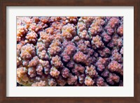 Underwater plant life, coral, Indian Ocean, Kenya Fine Art Print