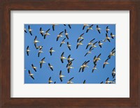 Flock of birds flying in the sky Fine Art Print