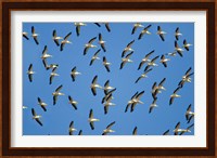 Flock of birds flying in the sky Fine Art Print