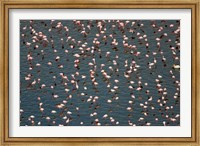 Lesser Flamingo, Lake Nakuru, Kenya Fine Art Print