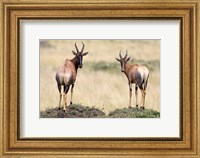 Pair of Topi, Masai Mara National Reserve, Kenya Fine Art Print