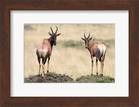 Pair of Topi, Masai Mara National Reserve, Kenya Fine Art Print