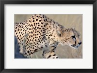 Cheetah on the Prowl, Ngorongoro Conservation Area, Arusha Region, Tanzania Fine Art Print