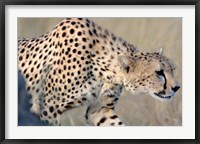 Cheetah on the Prowl, Ngorongoro Conservation Area, Arusha Region, Tanzania Fine Art Print