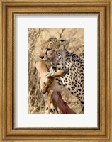 Cheetahs (Acinonyx jubatus) and Prey, Samburu National Park, Rift Valley Province, Kenya Fine Art Print