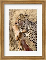 Cheetahs (Acinonyx jubatus) and Prey, Samburu National Park, Rift Valley Province, Kenya Fine Art Print