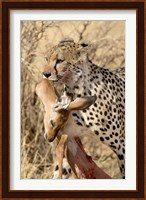 Cheetahs (Acinonyx jubatus) and Prey, Samburu National Park, Rift Valley Province, Kenya Fine Art Print