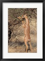 Male gerenuk (Litocranius waller) eating leaves, Samburu National Park, Rift Valley Province, Kenya Fine Art Print