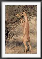 Male gerenuk (Litocranius waller) eating leaves, Samburu National Park, Rift Valley Province, Kenya Fine Art Print