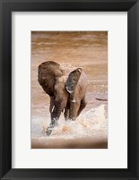 African elephant (Loxodonta africana) playing with water, Samburu National Park, Rift Valley Province, Kenya Fine Art Print