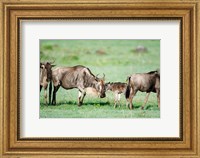 Wildebeest, Ndutu, Ngorongoro, Tanzania Fine Art Print