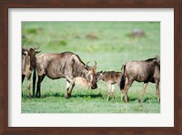 Wildebeest, Ndutu, Ngorongoro, Tanzania Fine Art Print