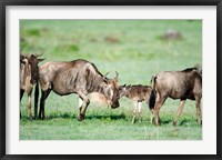 Wildebeest, Ndutu, Ngorongoro, Tanzania Fine Art Print