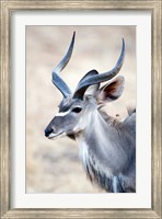 Greater Kudu (Tragelaphus strepsiceros) in a forest, Samburu National Park, Rift Valley Province, Kenya Fine Art Print