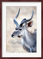 Greater Kudu (Tragelaphus strepsiceros) in a forest, Samburu National Park, Rift Valley Province, Kenya Fine Art Print