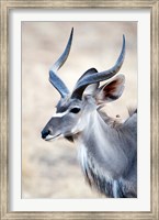 Greater Kudu (Tragelaphus strepsiceros) in a forest, Samburu National Park, Rift Valley Province, Kenya Fine Art Print