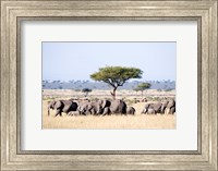 African Elephants in Masai Mara National Reserve, Kenya Fine Art Print