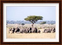 African Elephants in Masai Mara National Reserve, Kenya Fine Art Print