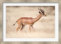 Male gerenuk (Litocranius walleri) standing in field, Samburu National Park, Rift Valley Province, Kenya Fine Art Print