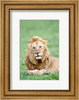 Lion (Panthera leo) lying in grass, Masai Mara National Reserve, Kenya Fine Art Print