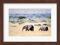 African elephants (Loxodonta africana) walking in plains, Masai Mara National Reserve, Kenya Fine Art Print