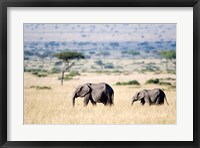 African elephants (Loxodonta africana) walking in plains, Masai Mara National Reserve, Kenya Fine Art Print