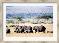 Herd of African elephants (Loxodonta africana) in plains, Masai Mara National Reserve, Kenya Fine Art Print