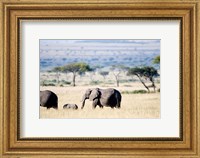African elephant (Loxodonta africana) with its calf walking in plains, Masai Mara National Reserve, Kenya Fine Art Print