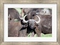 Cape buffaloes (Syncerus caffer) in a field, Lake Nakuru National Park, Kenya Fine Art Print