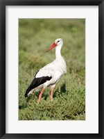 White stork (Ciconia ciconia) in a field, Ngorongoro Crater, Ngorongoro, Tanzania Fine Art Print