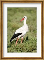 White stork (Ciconia ciconia) in a field, Ngorongoro Crater, Ngorongoro, Tanzania Fine Art Print