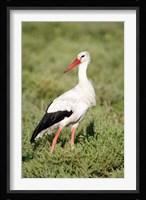 White stork (Ciconia ciconia) in a field, Ngorongoro Crater, Ngorongoro, Tanzania Fine Art Print