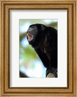 Black Howler Monkey, Costa Rica Fine Art Print