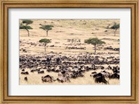 Great migration of wildebeests, Masai Mara National Reserve, Kenya Fine Art Print