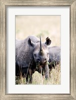 Black rhinoceros (Diceros bicornis) standing in a field, Masai Mara National Reserve, Kenya Fine Art Print